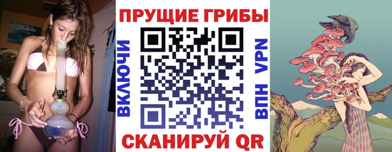 Псилоцибиновые грибы Psilocybe  Купить  Перевоз 